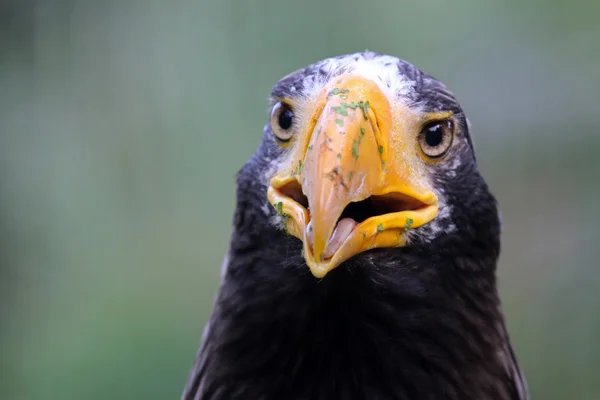 Stellers sea eagle — Stockfoto