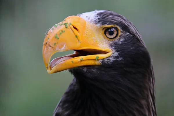 Steller's Sea Eagle — Stock Photo, Image