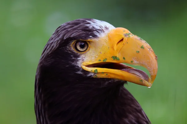 Stellers sea eagle — Stockfoto