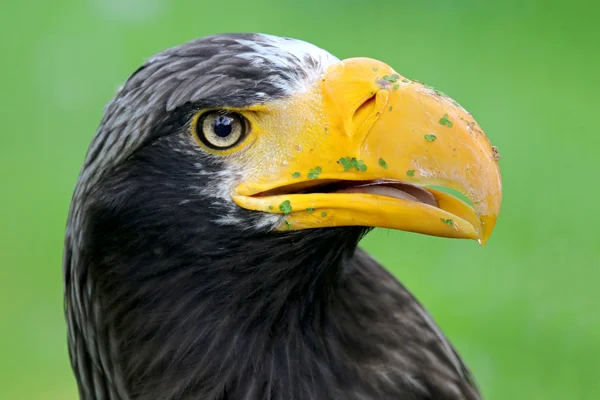 Stellers sea eagle — Stockfoto