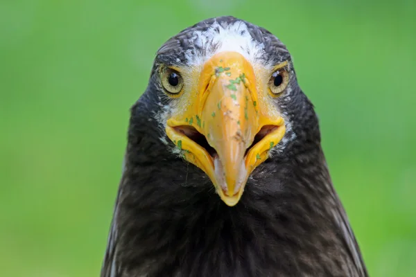 Vulturul de mare al lui Steller — Fotografie, imagine de stoc