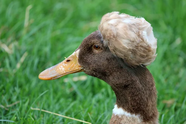 Kopf einer lustigen Ente — Stockfoto