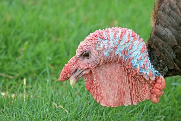 Head of turkey on grass — Stock Photo, Image