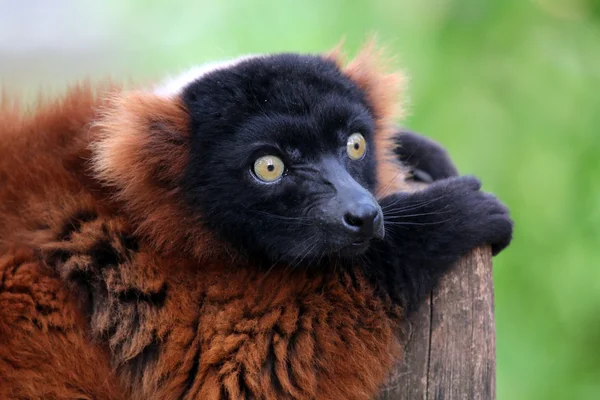 フェンスの上に座って赤い lemur — ストック写真