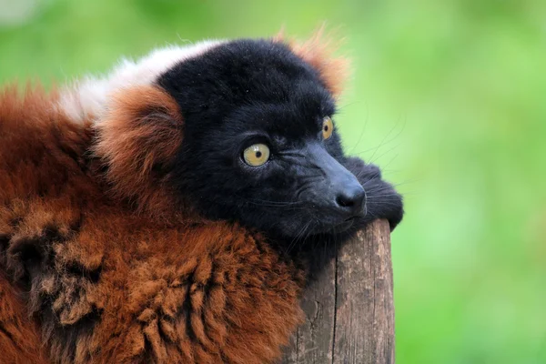 Červené lemur sedící na plot — Stock fotografie