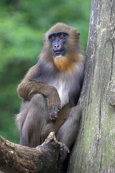 Genç erkek Mandrill'di — Stok fotoğraf