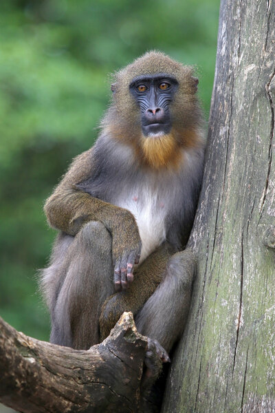 young male mandrill