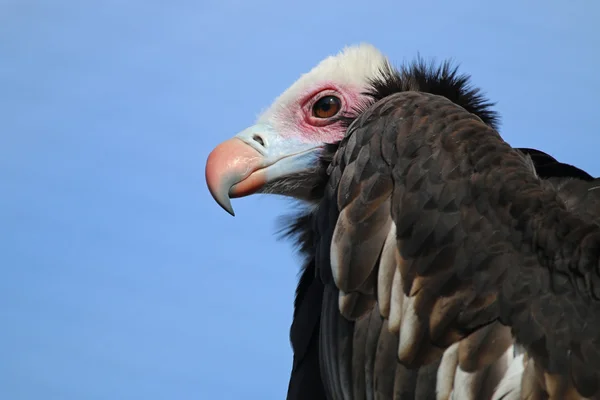 White head vulture — Stock Photo, Image