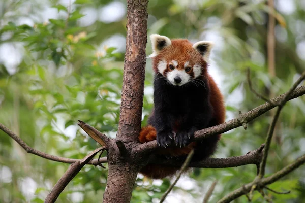 Panda vermelho na árvore — Fotografia de Stock