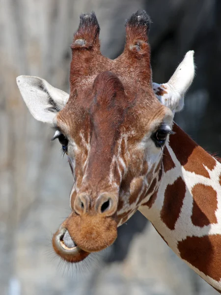 Lindo divertido jirafa — Foto de Stock