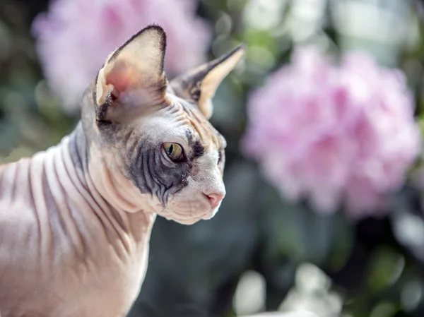 Carino gatto Sphynx — Foto Stock