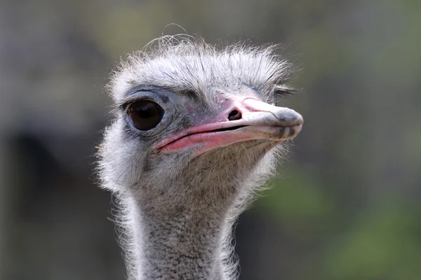 Straußenvogelkopf — Stockfoto