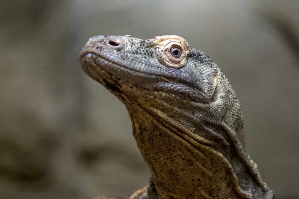 Retrato da cabeça de lagarto — Fotografia de Stock