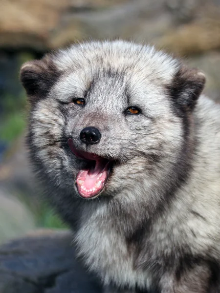 Cabeça de Akita-inu japonesa — Fotografia de Stock