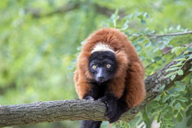 Kırmızı Lemur ağaç üzerinde