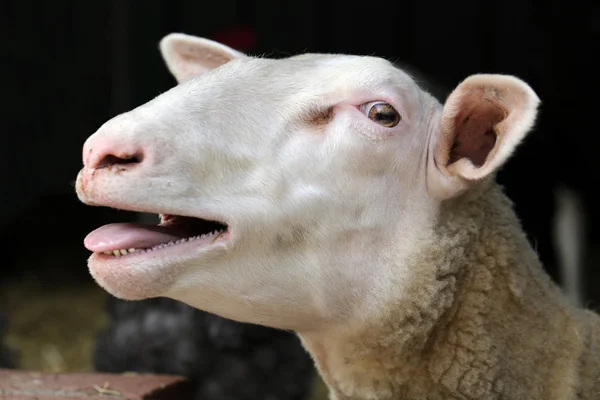 Sheep with open mouth — Stock Photo, Image