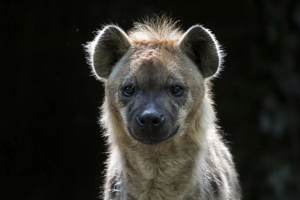 Divoké hyena skvrnitá — Stock fotografie