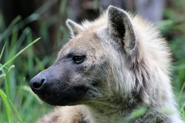Wild gevlekte hyena — Stockfoto