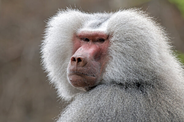 grey baboon monkey