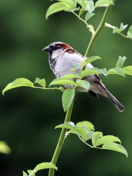 Pájaro gorrión sentado en el árbol —  Fotos de Stock