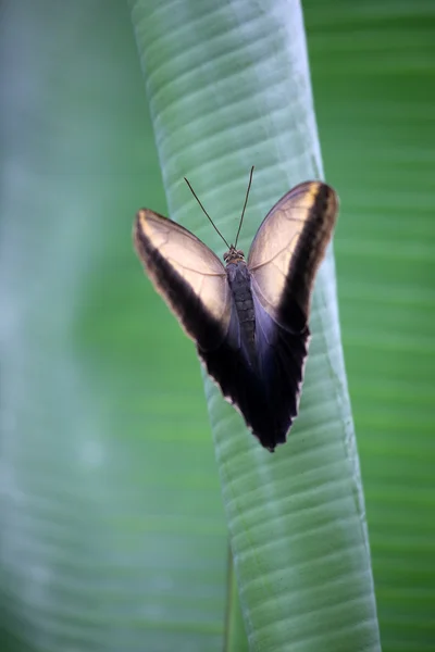 Butterfly isolated on leaf — Stock Photo, Image