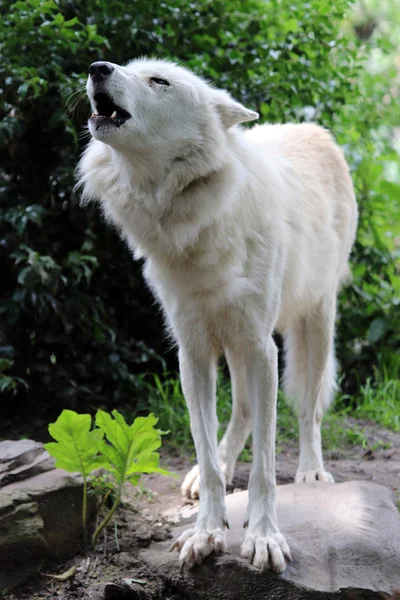 Білий вовк з відкритим ротом — стокове фото