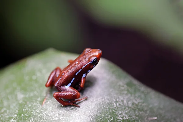 Epipedobates Anthony Frog — Zdjęcie stockowe