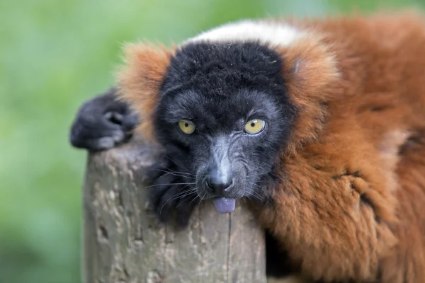 Red Lemur on tree — Stock Photo, Image