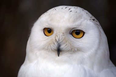 Beyaz kar baykuşu