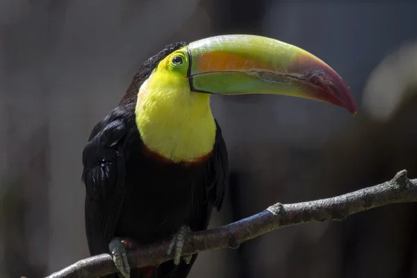 Туканський птах на дереві — стокове фото