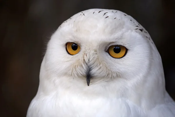 白い雪のフクロウ — ストック写真