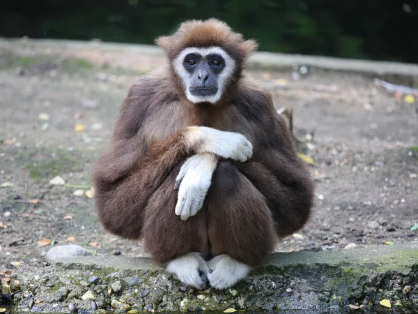 Gibbon à mains blanches — Photo