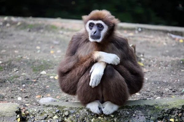 Bílý podal gibbon — Stock fotografie