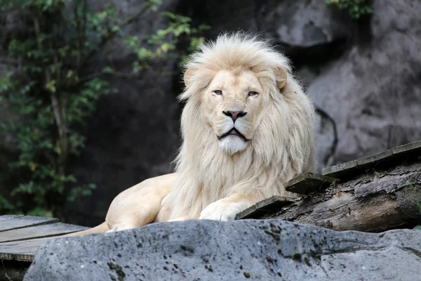 Lion blanc couché — Photo