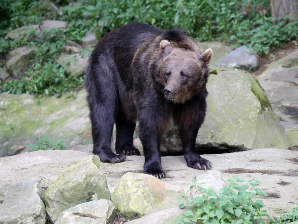 Niedźwiedź stojący na kamień — Zdjęcie stockowe