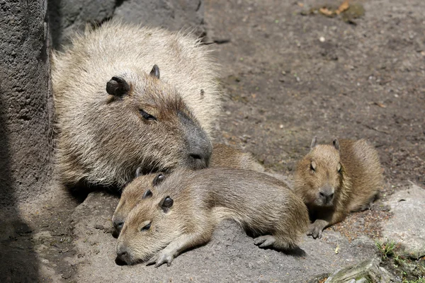 Capybaras lying on ground — Stock Photo, Image