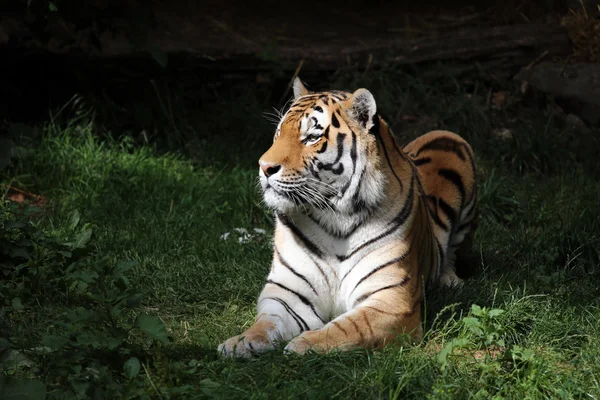 Tigre deitado na grama — Fotografia de Stock