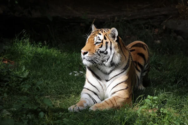 Tiger lying on grass — Stock Photo, Image