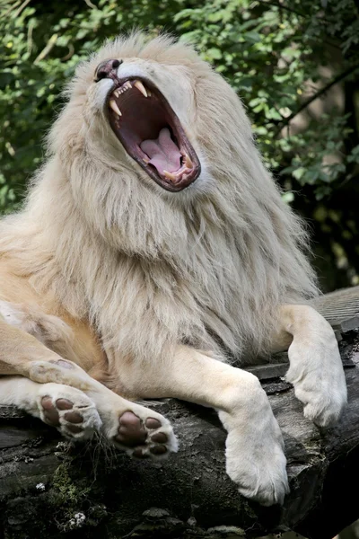 León blanco con boca abierta — Foto de Stock