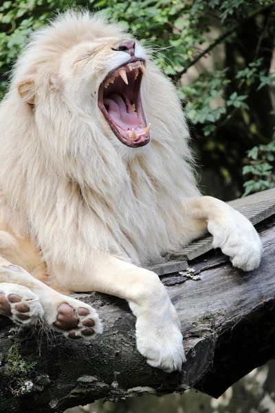 口を開けて白いライオン — ストック写真