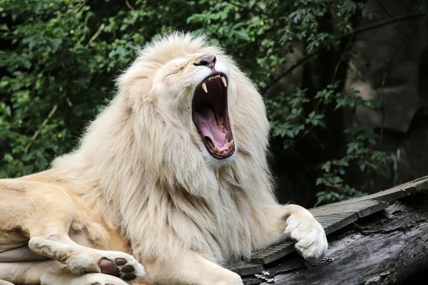 口を開けて白いライオン — ストック写真