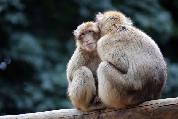 Monos bereberes en el árbol — Foto de Stock