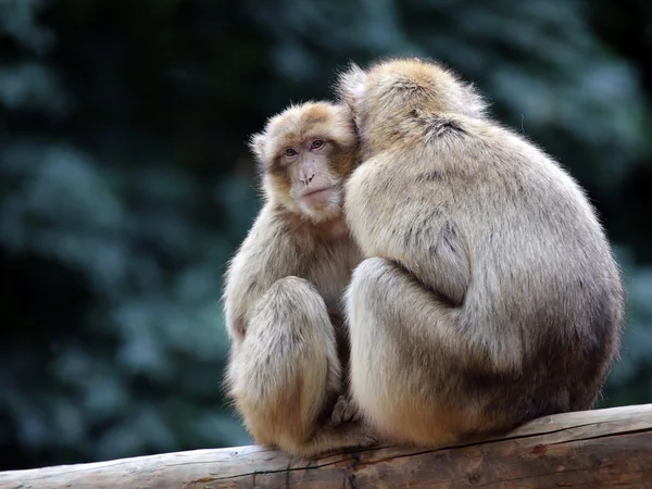 Macacos berberes na árvore — Fotografia de Stock