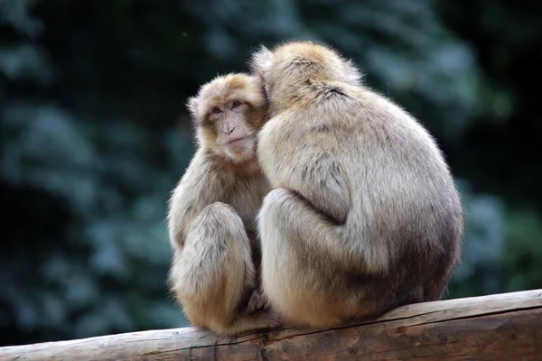 Monos bereberes en el árbol — Foto de Stock