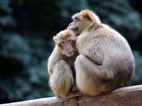 나무에 베르베르 원숭이 — 스톡 사진