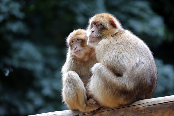 Берберские обезьяны на дереве
