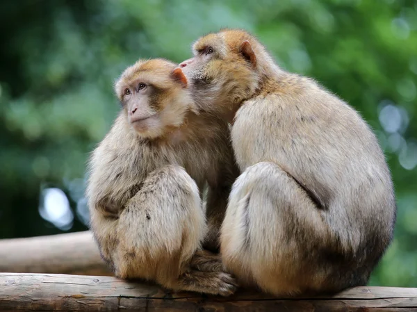 Берберские обезьяны на дереве — стоковое фото