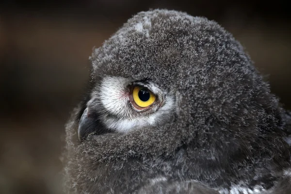 Snow owl bird — Stock Photo, Image