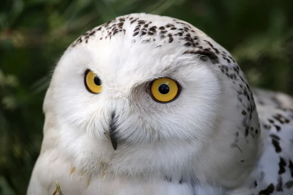 Uccello gufo della neve — Foto Stock