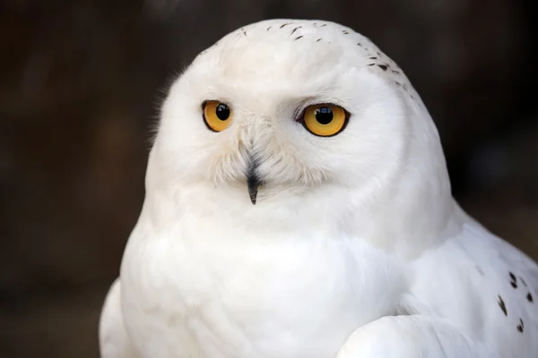 Uccello gufo della neve — Foto Stock